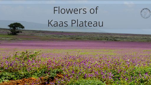 Flowers of Kaas Plateau