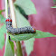 Mistletoe moth