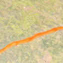 Amazonian Worm