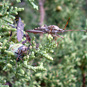 western leaf-footed bug