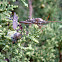 western leaf-footed bug