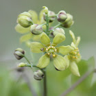 blue cohosh