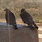 Red shouldered hawks