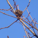 Nest of a hummingbird