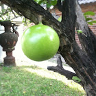 Maja fruit
