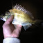 Yellowfin Bream