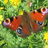 Peacock butterfly