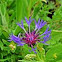 Mountain cornflower