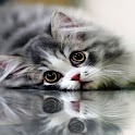 Cute Cat Backgrounds logo