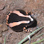 Banded Rubber Frog