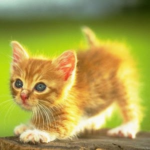Cat Meow Meow Ringtones.apk 1.3