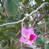 Orchid tree