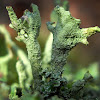 Pleurota Lichen