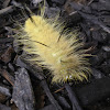 American Dagger Moth