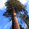 Giant Sequoia