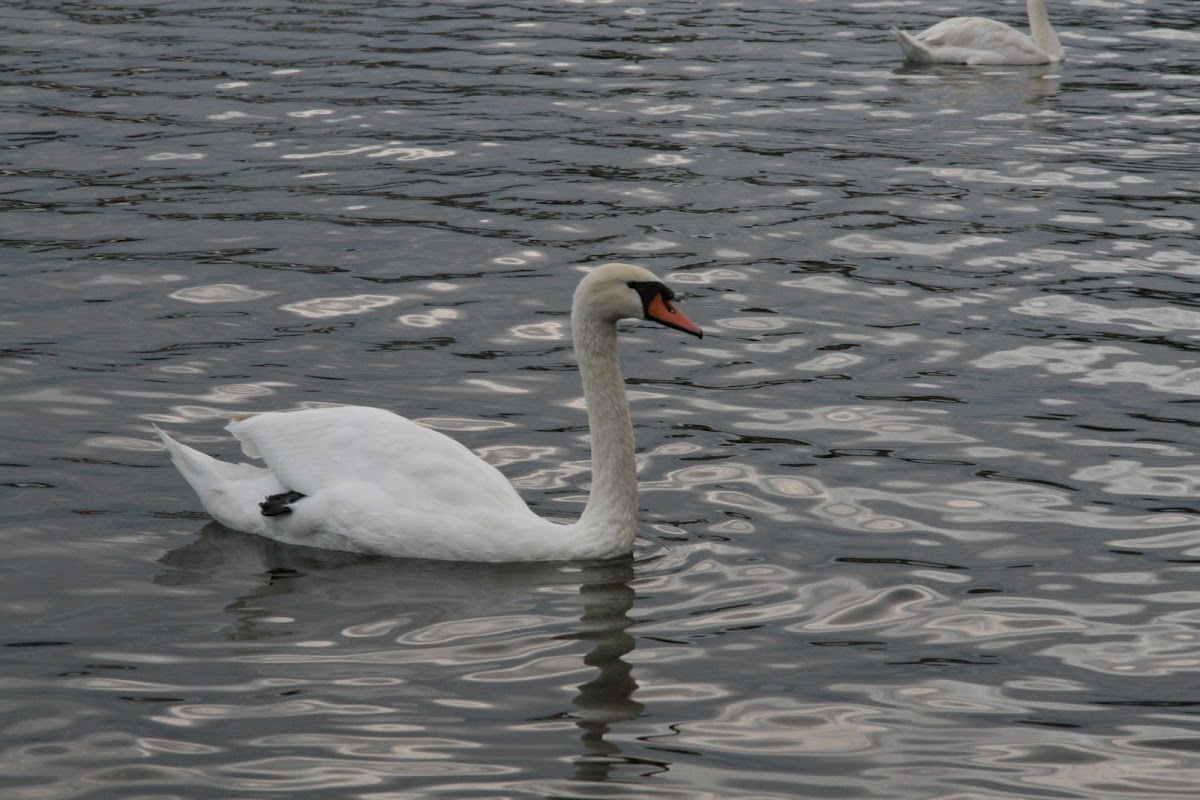 Swan (Cigno)
