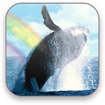 Whales Free Video Wallpaper Apk