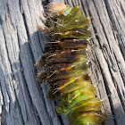 polyphemus moth caterpillar (sick)