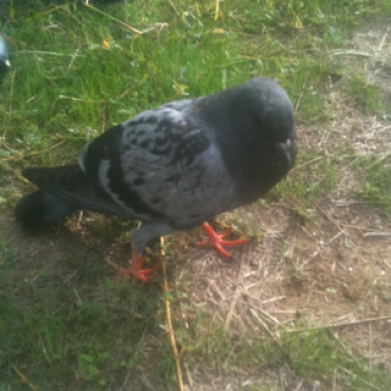 feral rock pigeon