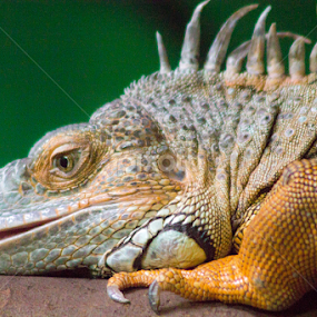 by Chris DiNapoli - Animals Reptiles