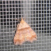 Ambiguous Moth (female)