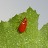 Red Pumpkin Beetle