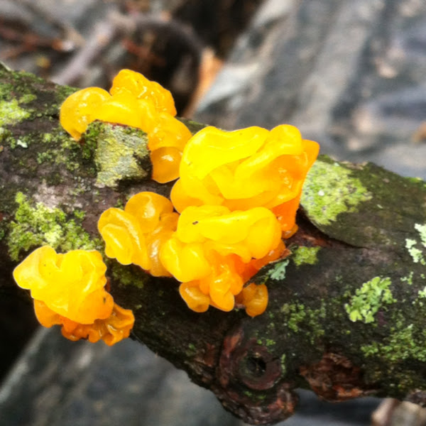 Witches butter Project Noah