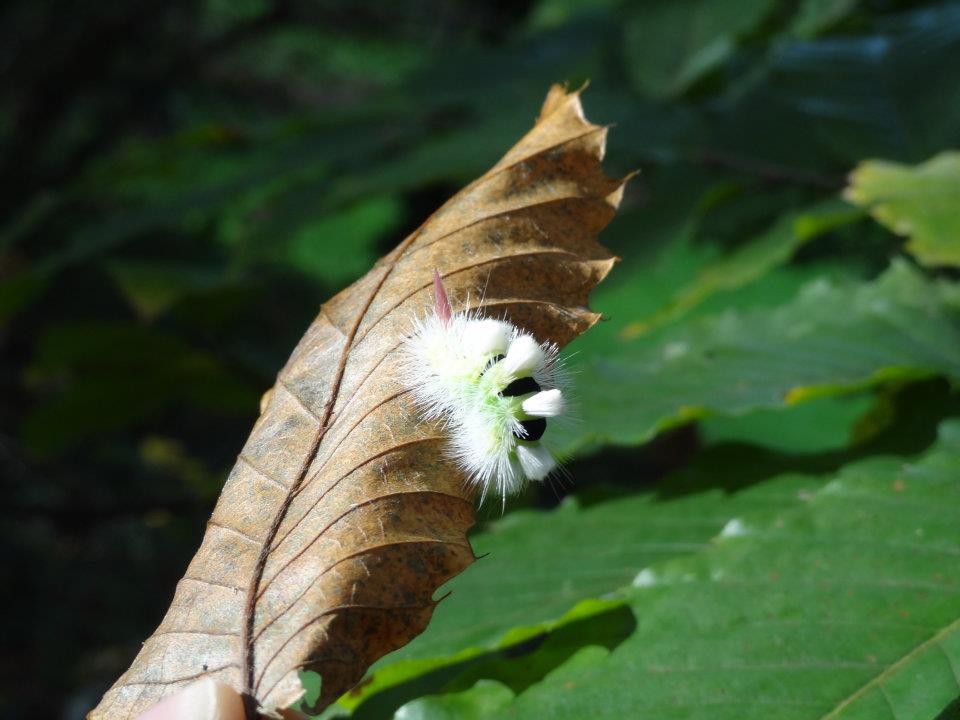 Pale Tussock Moth