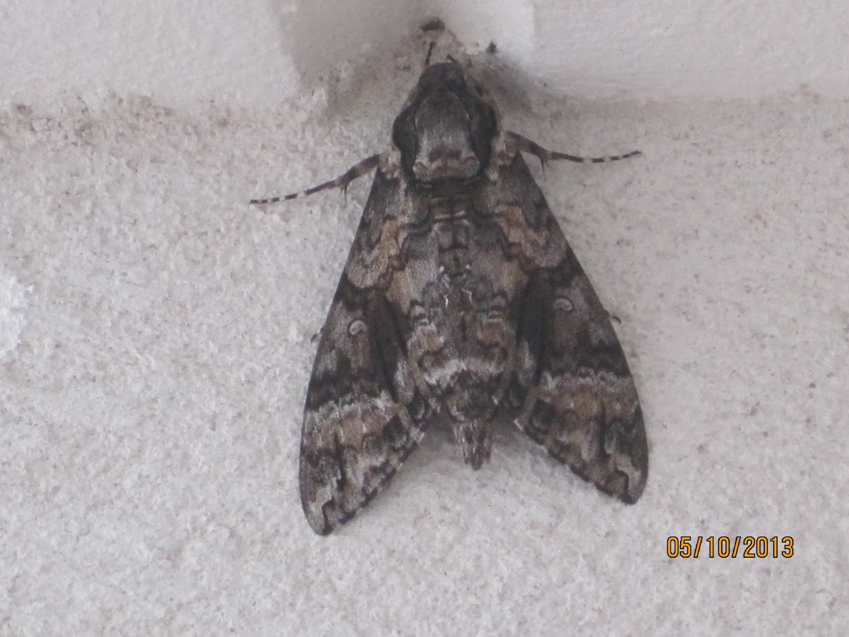 Pink-Spotted Hawk Moth