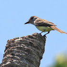 Yucatan Flycatcher