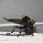 Robber Fly