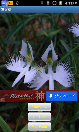 Habenaria radiata JP027