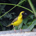 Southern masked weaver