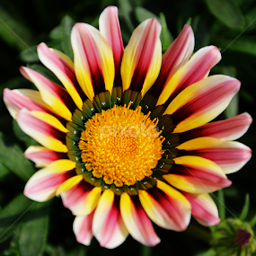 Flower by Saptarshi Datta - Flowers Single Flower
