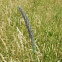 Meadow foxtail