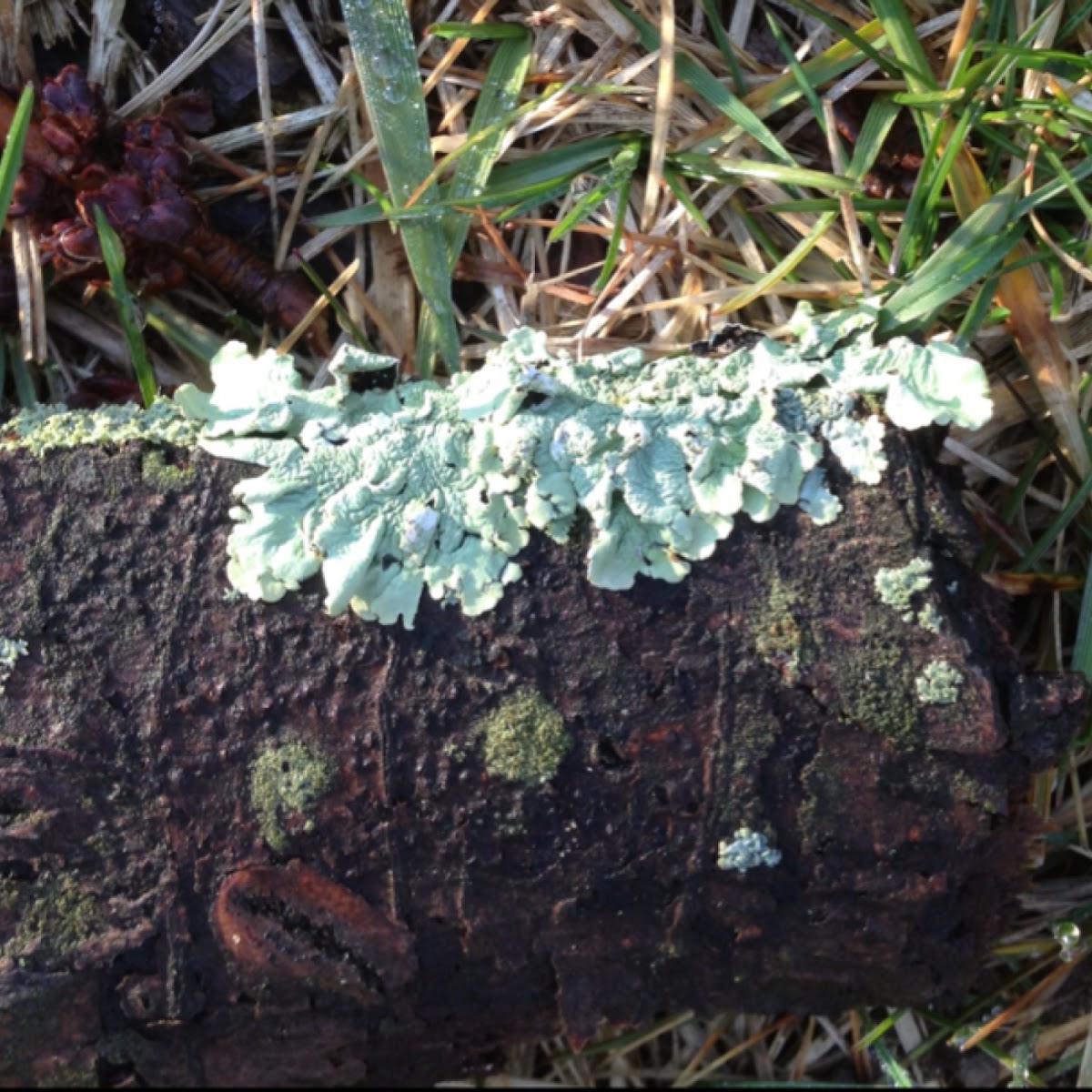 Pale Shield Lichen