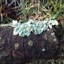 Pale Shield Lichen