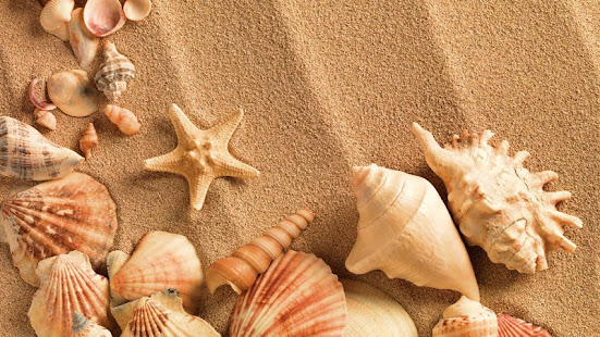 Sea Shell Live Wallpaper(圖8)-速報App