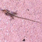 Brown anole