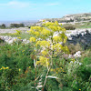 Giant Fennel