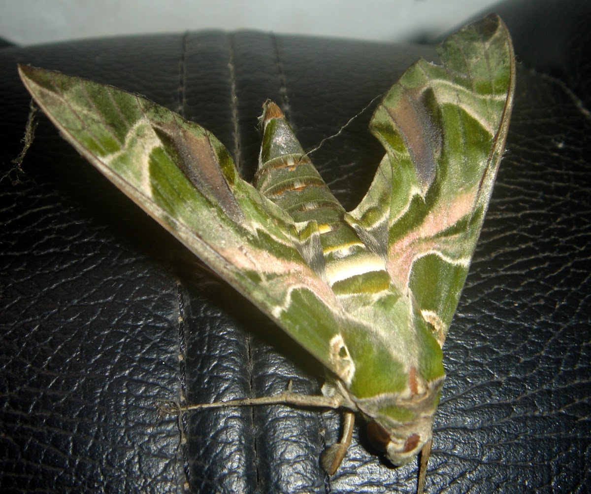 Oleander Hawk-moth