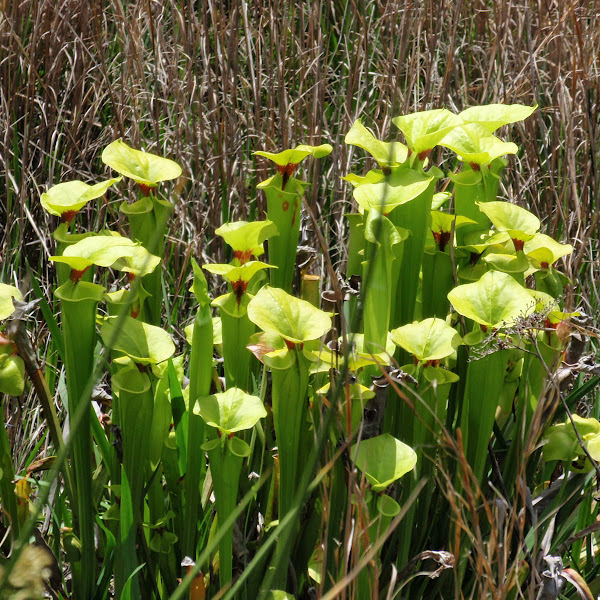 Georgia Swamps & Marshes | Project Noah