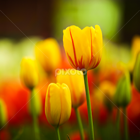 Yellow sunshine valentine tulips by Marjorie Speiser - Flowers Flower Gardens