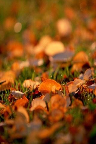 Autumn wallpaper HD