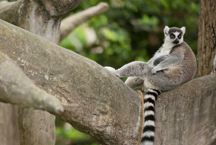 A lemur at the Miami Zoo.