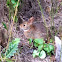 Eastern Cottontail