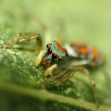 Cosmophasis Jumping Spider