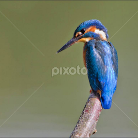 Kingfisher at Coate today. by Marlene Finlayson - Animals Birds