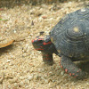 Red footed tortise