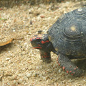 Red footed tortise